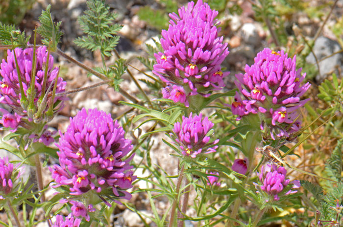 Exserted Indian Paintbrush is an erect annual that grows up to 15 inches or so. It is often found in open mesas, fields, grassland and slopes. Castilleja exserta